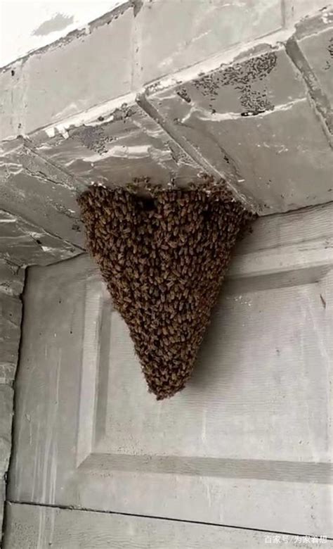 魯蛇由來 蜜蜂来家好吗